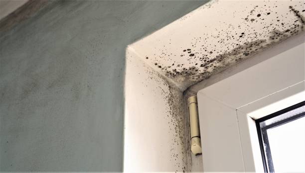 Best Real Estate Mold Inspection  in Boonville, IN