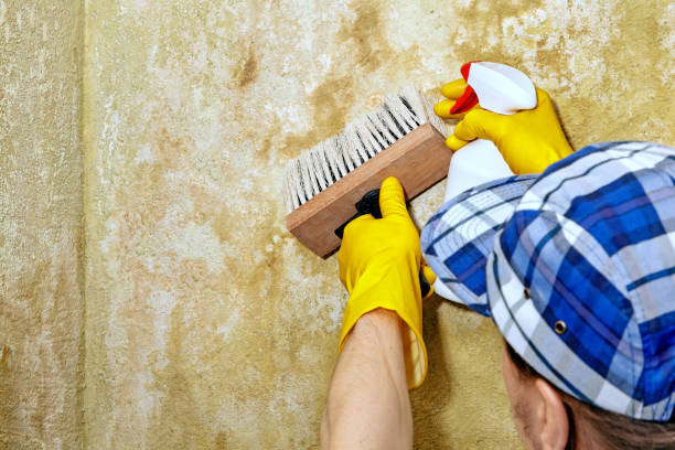 Best Crawl Space Mold Remediation  in Boonville, IN