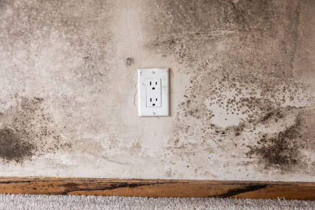 Best Dehumidification Services  in Boonville, IN