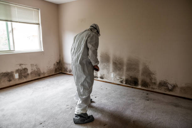 Best Environmental Consulting for Mold Prevention  in Boonville, IN