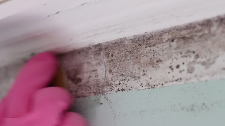 Best Black Mold Removal  in Boonville, IN